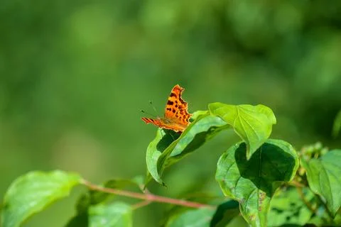 Orange Comma Butterfly Stock Photos