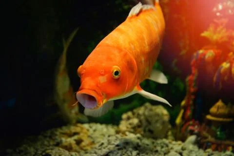 Orange common carp fish swimming underwater aquarium / koi fish Stock Photos
