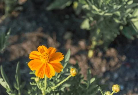 Orange comos flower Stock Photos