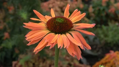 Orange coneflower. Closeup Video stock 90063644