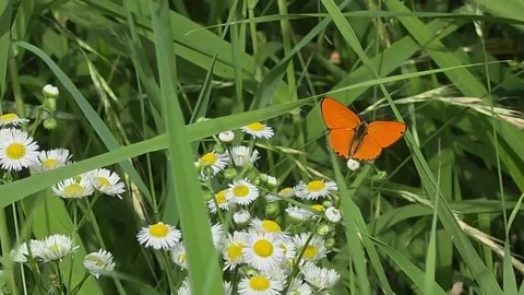 Orange Copper Butterfly Resting on a White Wildflower Video stock 344255722