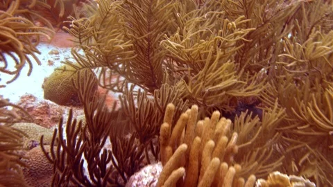 Orange coral reef Stock Footage 77629771