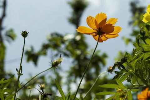 Orange Coreopsis Stock Photos