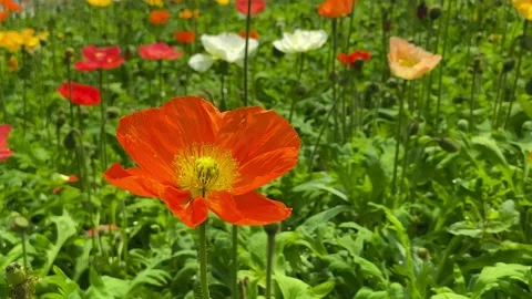 Orange Corn Poppy Flower Stock Footage 194469165