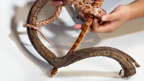 Orange Corn Snake Being Handled on a Curved Branch Studio Shot Stock Footage 327262499