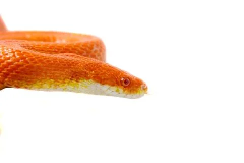 Orange corn snake crawling on a branch and looking forward on white backgroun Fotos de archivo