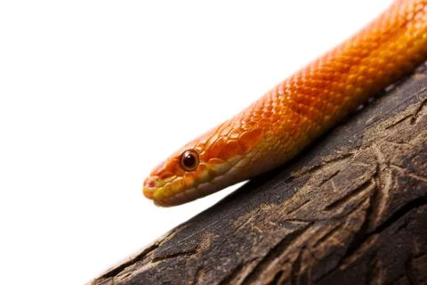 Orange corn snake crawling on a branch and looking forward on white backgroun Stock Photos