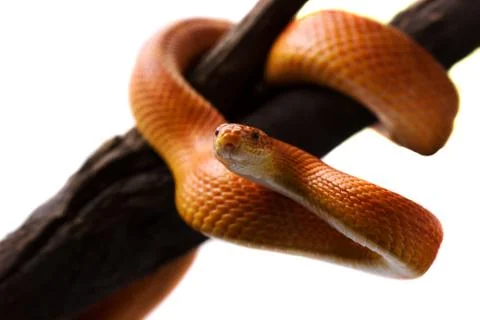 Orange corn snake crawling on a branch and looking forward on white backgroun Stock Photos