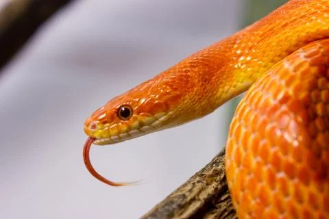 Orange corn snake crawling on a branch and sticking out it`s tongue Stock Photos
