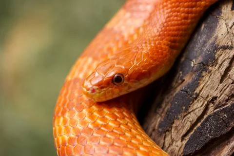 Orange corn snake crawling on a branch and looking forward on green blurred b Stock Photos