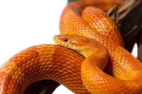 Orange corn snake crawling on a branch and looking forward on white backgroun Stock Photos