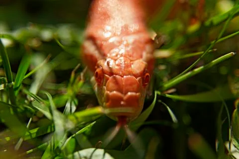 Orange corn snake in forward motion through grass Stock Photos