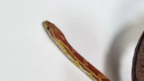 Orange Corn Snake Slithering on White Background with Wood Branch Stock Footage 327626466