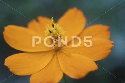 Orange Cosmo Flower Stock Photos