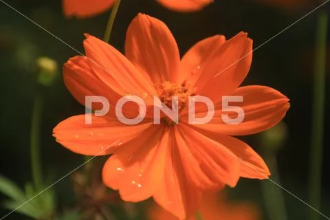 Orange cosmos in detail Stock Photos
