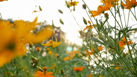 Orange cosmos flower blossom blooming in garden with beautiful sun light in t Stock Footage 111358853