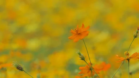Orange cosmos flower Video stock 84324516