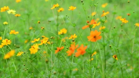 Orange cosmos flower. Stock-Footage 84325193