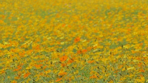 Orange cosmos flower. Video stock 84325618