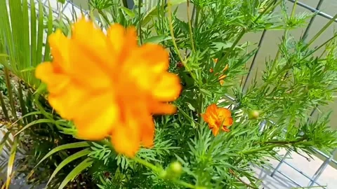 Orange Cosmos Flower Stock Footage 327765720