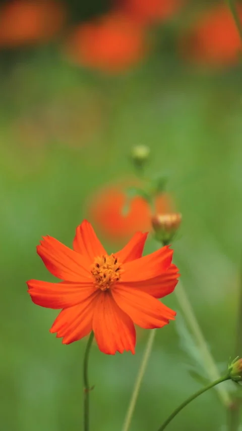 Orange Cosmos Flower Swaying in the Wind vertical video Stock Footage 343722007