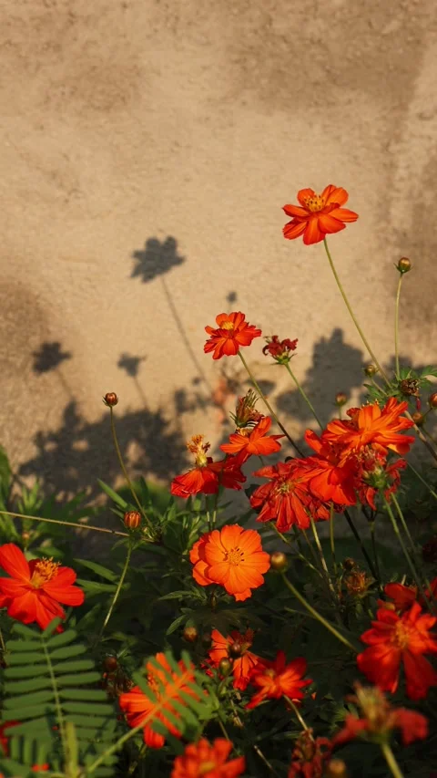 Orange Cosmos Flowers Casting Shadows on Rustic Wall Stock Footage 341366948
