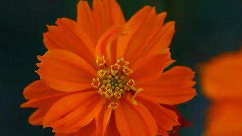 Orange Cosmos Flowers. Stockbeeldmateriaal 80311431