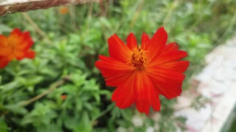 Orange Cosmos is a genus, with the same common name of cosmos, consisting o.. Stock Footage 245729992