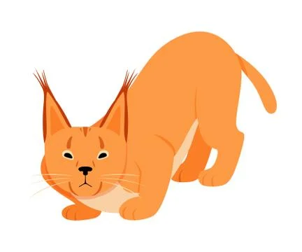 Orange cougar with big ears. Vector illustration on a white background. Illustrazione stock