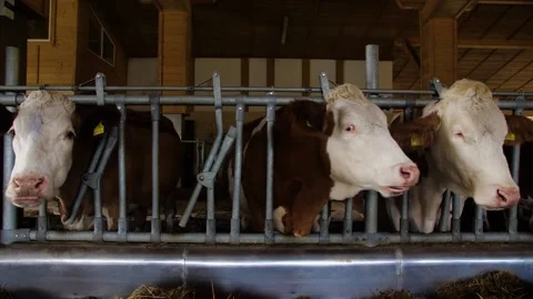Orange Cows on Farm. Red cows eating hay in the stable at cowshed Video stock 171832190
