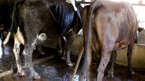 Orange Cows on Farm. Red cows eating hay in the stable at cowshed calves eati Stock Footage 265875513