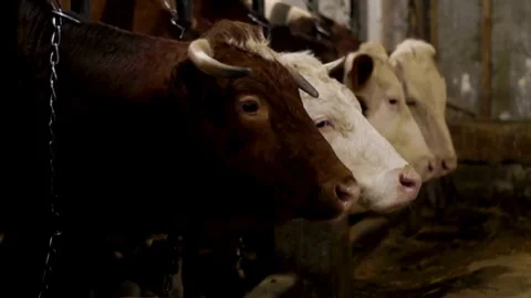 Orange Cows on Farm. Red cows eating hay in the stable at cowshed calves eating Video stock 334655238