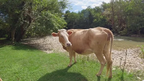 Orange cows resting in the sun 库存影片 255798432