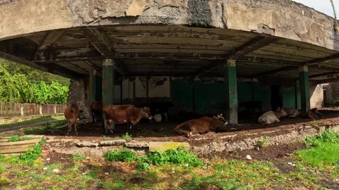 Orange cows resting in the sun Video stock 255798716
