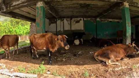 Orange cows resting in the sun 库存影片 255798780