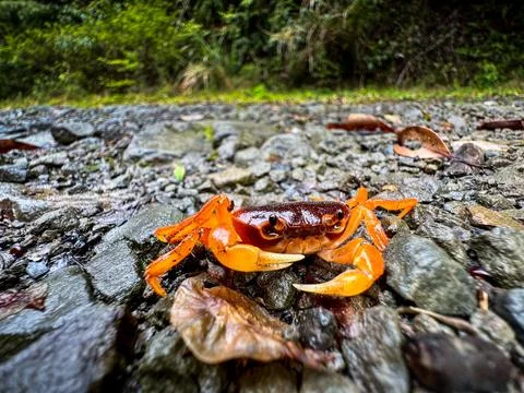 Orange crab in the forest Stock Photos