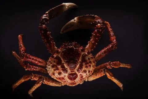 The orange crab with its claws between the beaches of the seas Photos