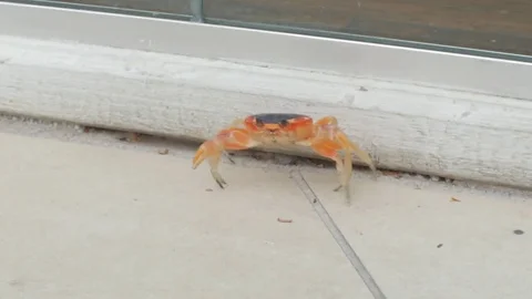 Orange Crab Walking Stock Footage 73496953