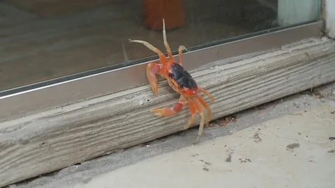 Orange Crab Walking Slow Motion 29.97 fps HD Stock Footage 73497036