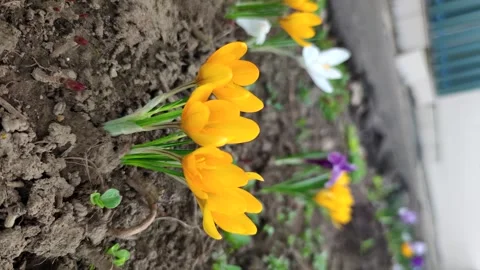 Orange crocus flowers on ground Video stock 282814406