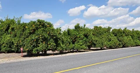 Orange crop Stock Photos