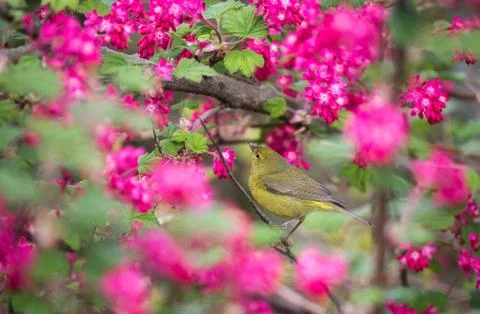 Orange crowned Warbler Stock Photos
