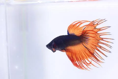 Orange crowntail fancy betta fish. The betta fish which is predominantly oran Foto stock