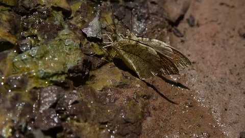 Orange Cruiser  butterflies  drinking at the small stream of water,  Laos Stock Footage 71147415