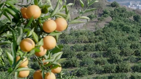 Orange Cultivation Stock Footage 308228571