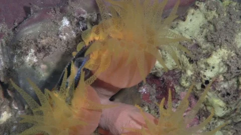 Orange cup coral (Tubastraea coccinea )is catching small fish Video stock 98049265