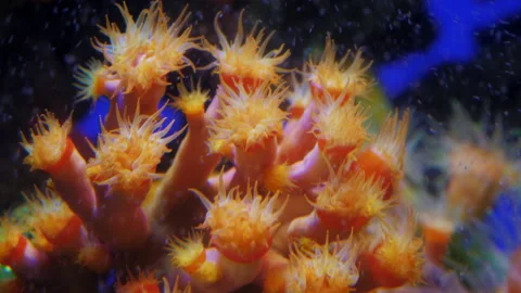 Orange Cup, Polyp, Rose Sun Flower or Tube Coral Video stock 199824645