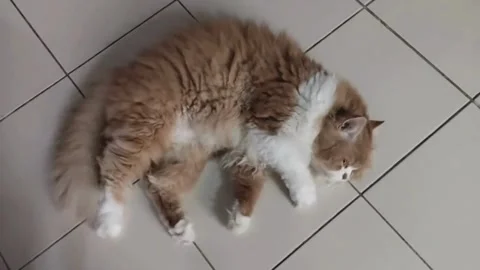 Orange, cute cat rolling around and having fun on the tile floor Stock Footage 314806824