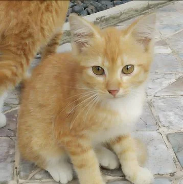 An orange cute kitten Stock Photos