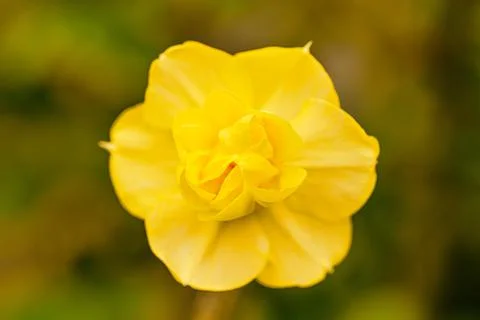 Orange Daffodil head close-up Stock Photos